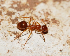 Notoncus spinisquamis