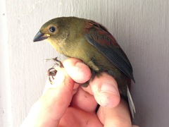 Cryptospiza reichenovii