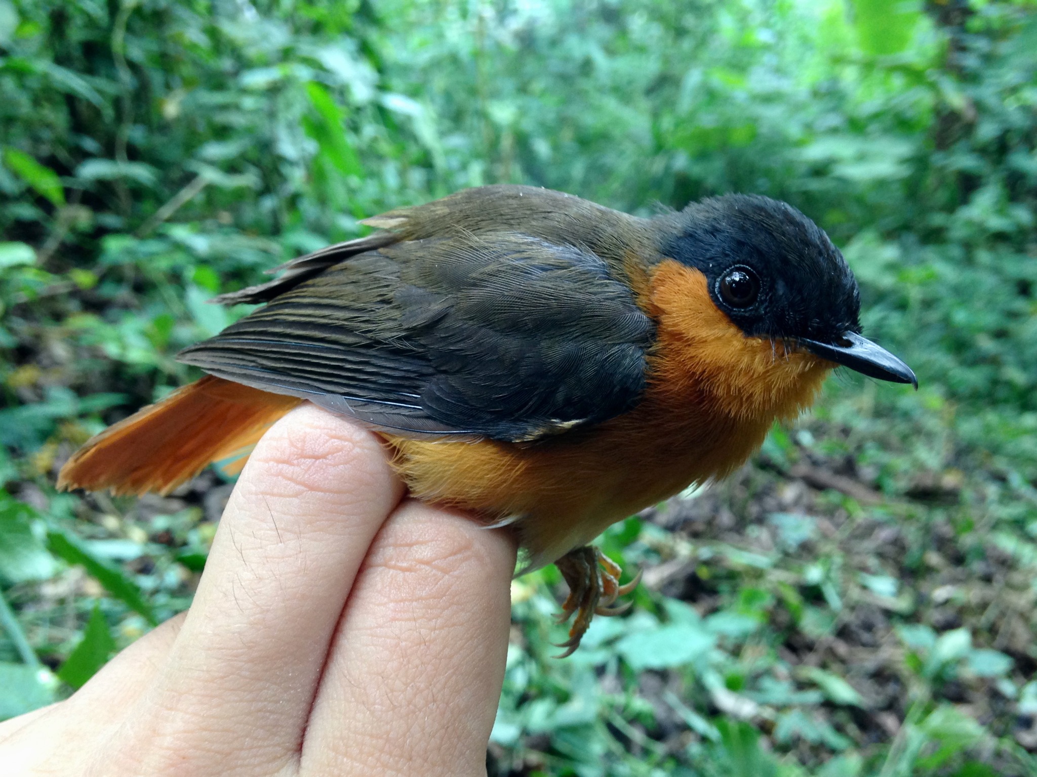 Short-tailed Akalat illustration