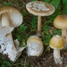 Amanita Subsect. Vaginatae - Photo (c) Marco Floriani, some rights reserved (CC BY-NC), uploaded by Marco Floriani