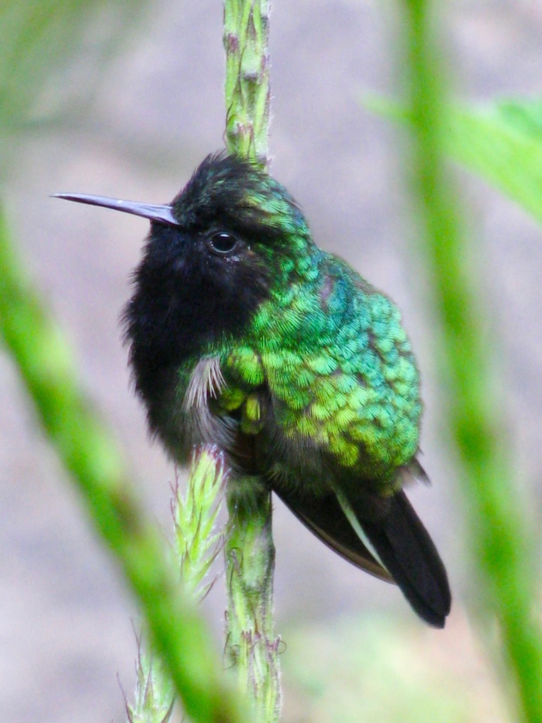 Black-Bellied Hummingbird