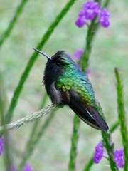 Eupherusa nigriventris