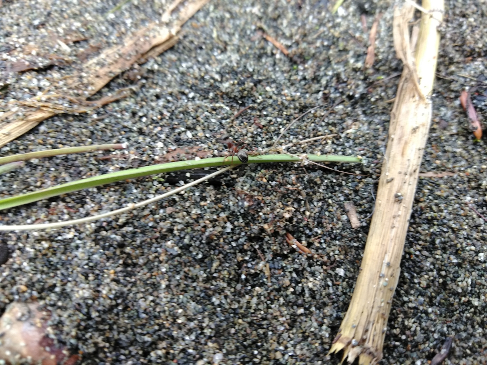 Formica neorufibarbis