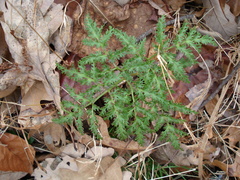 Sceptridium dissectum dissectum