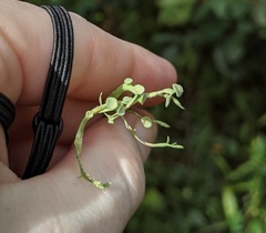 Ramalina stenospora