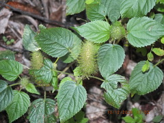 Acalypha alopecuroidea