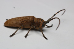 Celosterna scabrator