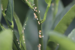 Diaspididae