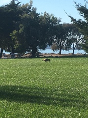 Branta hutchinsii