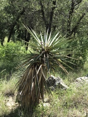 Yucca schottii