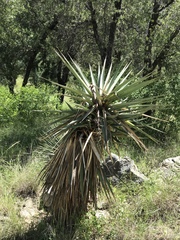 Yucca schottii