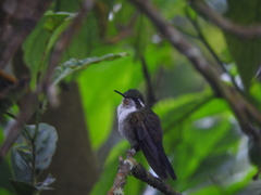 Lampornis viridipallens