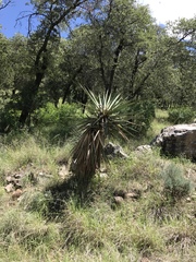 Yucca schottii