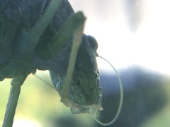 Tettigonioidea
