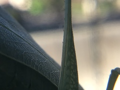 Tettigonioidea