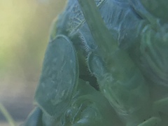 Tettigonioidea