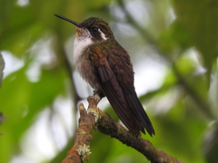 Lampornis viridipallens