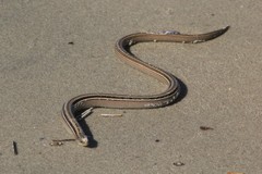 Ophiodes vertebralis