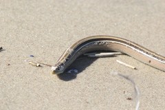 Ophiodes vertebralis