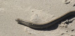 Ophiodes vertebralis