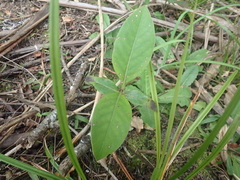 Coprosma macrocarpa minor