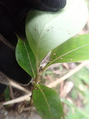 Coprosma macrocarpa minor