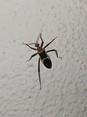 Zelurus circumcinctus