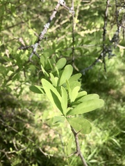Acanthosyris spinescens