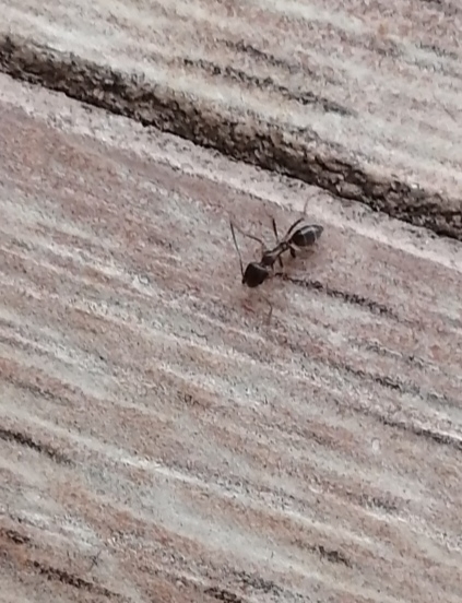 Linepithema humile