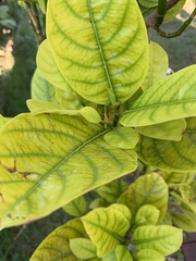 Pseuderanthemum carruthersii