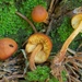 Gymnopilus bellulus - Photo (c) Marco Floriani, some rights reserved (CC BY-NC), uploaded by Marco Floriani