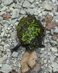 Kinosterninae