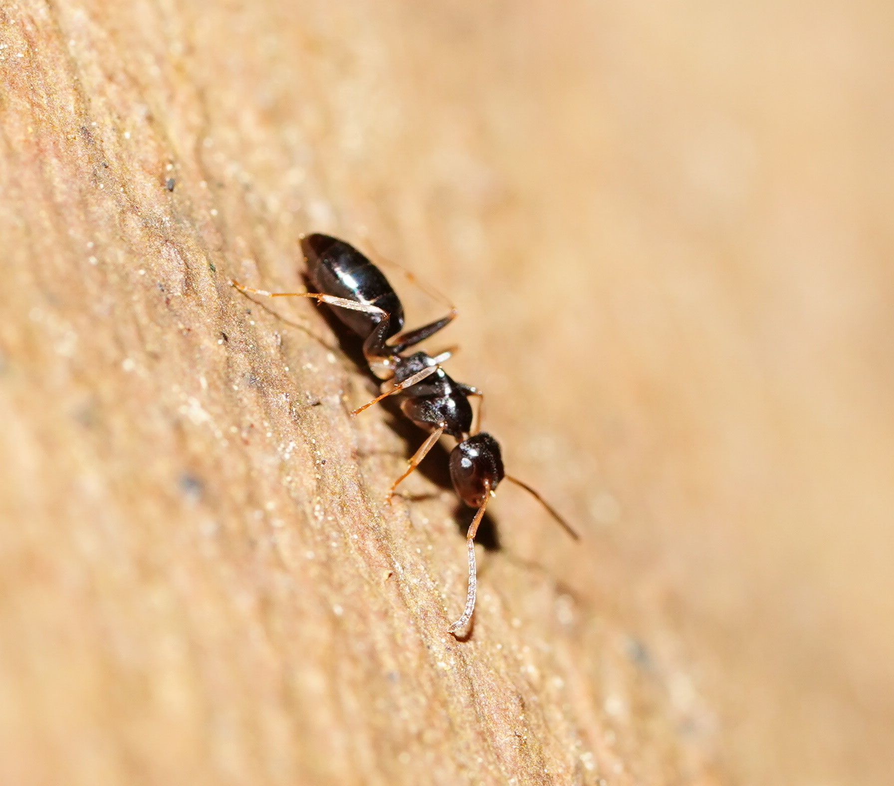 Colobopsis