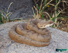 Montivipera latifii
