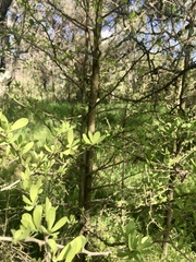 Acanthosyris spinescens