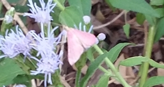 Pyrausta inornatalis
