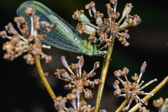 Chrysopa coloradensis