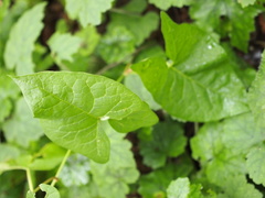 Calystegia sepium sepium