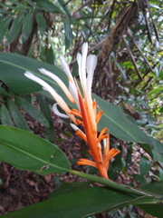 Heliconia longiflora