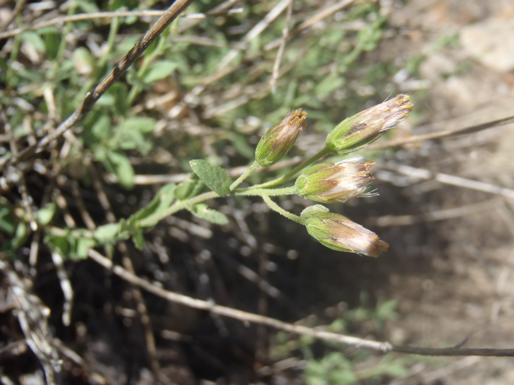 Brickellia parvula