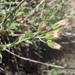 Brickellia parvula - Photo 由 Dan Beckman 所上傳的 (c) Dan Beckman，保留部份權利CC BY-NC