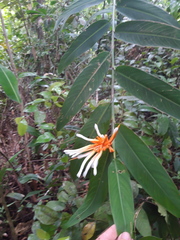 Heliconia longiflora