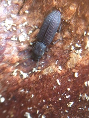 Pycnomerus fuliginosus