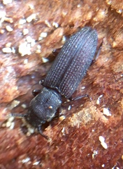 Pycnomerus fuliginosus