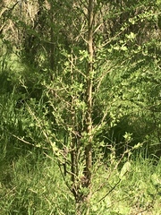 Acanthosyris spinescens