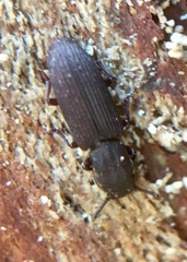 Pycnomerus fuliginosus