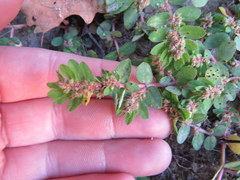 Euphorbia humistrata
