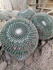 Mammillaria lloydii
