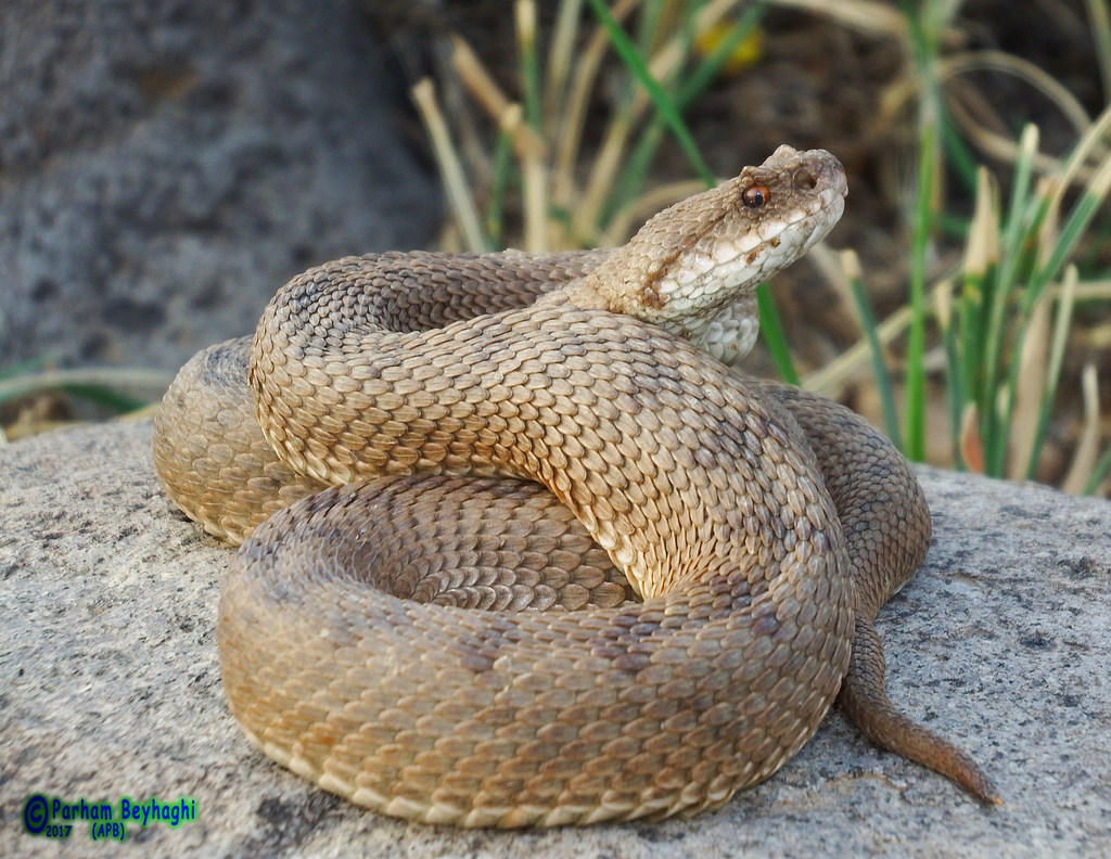 Lar Valley Viper
