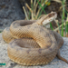 Latifi's Viper - Photo (c) Parham Beyhaghi, some rights reserved (CC BY-NC), uploaded by Parham Beyhaghi